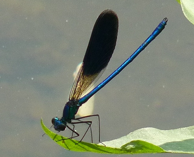 calopteryx splendens?